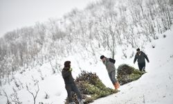 Muş'ta besicilerin kızaklı zorlu kış mesaisi