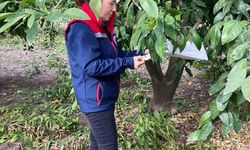 Narenciye bahçeleri kontrol edildi