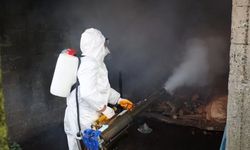 Ordu'da kahverengi kokarcaya karşı 300 binden fazla kışlak ilaçlanıyor