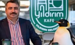 Penguen sürüden ayrılırken belediyeler boş durmadı