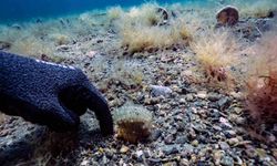 Pinalar son sığınağı Marmara'da çoğalıyor; umut oluyor