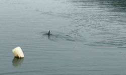 Sahil güvenlikten nefes kesen yunus kurtarma operasyonu