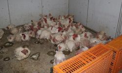 Sakarya'da tavuk çiftliğine biyogüvenlik kısıtlaması