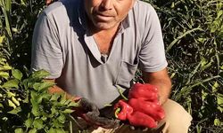 Şanlıurfa'da asansör faciası: Boşluğa düşen servis şoförü hayatını kaybetti