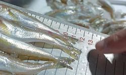 Sansun'da kaçak avlanan 2,6 ton mezgide el konuldu