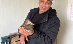 Şantiyede yaralı halde bulduğu ördeğe çocuğu gibi baktı