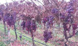 Sarıgöl'de 2025 yılı üzümleri dalında bekletip 2026'nın ilk günü hediye etti