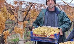 Sarıgöl'de üzüm hasadında sona gelindi