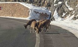 Sarp kayaların efendileri dağ keçileri Vauk Dağı eteklerinde otlanırken görüldü