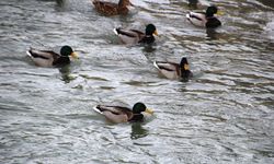 Sibirya'dan göç eden yeşilbaşlı ördekler Çoruh Nehri'ni mesken tuttu