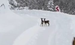 Sinop İl Özel İdaresi ekipleri, karın tadını çıkaran karacalarla karşılaştı
