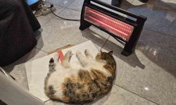Soğuktan üşüyen kedi elektrikli ısıtıcının karşısında dinlendi