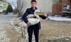 Sokakta gezerken pelikan buldu