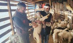 Tarım Müdürlüğü'nden Sazlı'da hayvan sağlığı mesaisi
