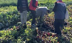 Tarımda kimyasalsız üretime yerinde inceleme