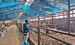 Tavşanlı'da hayvancılık işletmelerine yönelik besilik hayvan kapasite tespit çalışması