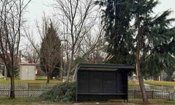 Tavşanlı'da şiddetli rüzgar ağaç devirdi