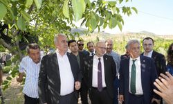 Trabzon hurması, dut ve incire destek ödemesi başladı