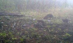 Uludağ'da sisler arasında anne yaban kedisi ve yavruları görüntülendi