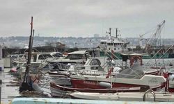 Uyanık lüfer Karadeniz zekasını kullandı: Denizlerde bol ama ağlara girmiyor