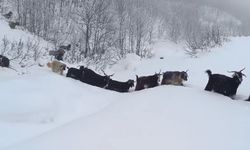 Yaban domuzunun saldırısına uğrayan çoban kameraya yansıdı