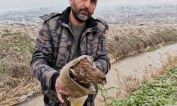 Yaralı şahin kurtarıldı