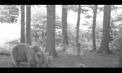 Yavru ayı zıplayarak ailesinin peşinden koştu