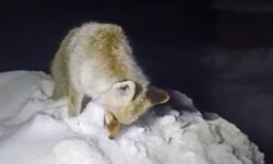 Yüksekova'da Sibirya soğukları: Tilki ayakta dondu