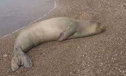 Yunanistan'dan kaçıp Antalya'da sahilde hareketsiz bulunan Akdeniz Foku denize salındı