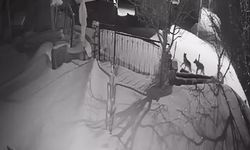 Artvin'de aç kalan kurt sürüsü yerleşim alanına indi