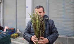Aydın'ın yöresel lezzeti kedirgen ve sarmaşıklar pazar tezgahlarını süslemeye başladı