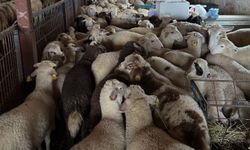 Aydıntepe'de şap hastalığına yönelik kontroller sürüyor