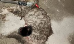 Ayvacık'ta otomobilde sıkışan kedi kurtarıldı