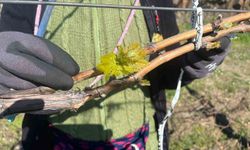 Bağlarda erken uyanış korkutuyor