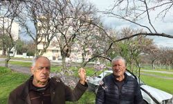 Balıkesir'de bademler çiçek açtı