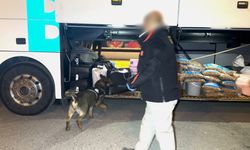 Batman'da narkotik köpeği 'Hector' zehir tacirlerine geçit vermedi