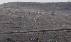 Batman'da nesli tükenme tehlikesinde olan dağ keçileri görüntülendi