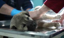 Bayburtlu şoförden insanlık dersi: Başka sürücünün çarpıp kaçtığı yaralı köpeğe umut oldu