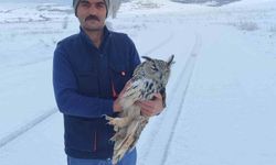 Bayburt'ta duyarlı vatandaşın yaralı halde bulduğu puhu kuduz çıktı