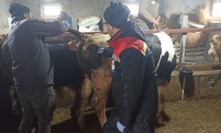 Beyşehir'de şap ile mücadelede çalışmaları