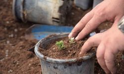 Bilecik'te park ve bahçelerden bahara hazırlık