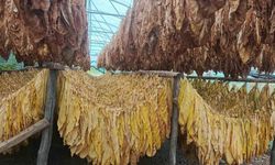 Bilecik'te tütün ve ipekböceği için ilk adım atıldı