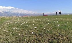 Bitlis'te kardelen ve çiğdemler açtı