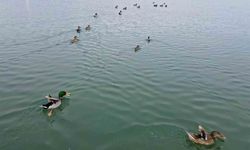 Bitlis'te sazlıklar dondu, kuşlar gölde toplandı