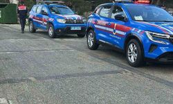 Bodrum'da iki köpeğin silahla vurulduğu iddiası