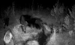 Bolu'da yaban hayatı fotokapanlarla görüntülendi