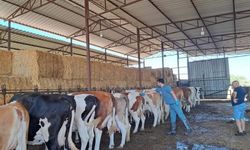 Bozdoğan'da Şap Hastalığı sona erdi