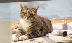 Bu kedi altınların arasında uyuyor