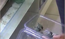 Bursa'da kaplumbağa operasyonu