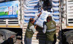 Büyükşehir'in üreticilere yem desteği devam ediyor